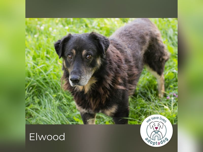 Elwood sucht ein Zuhause