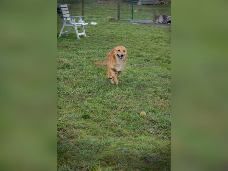 Odin sucht ein Zuhause