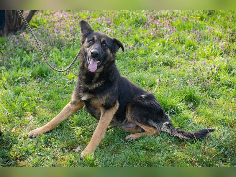 Chip 257791 sucht ein Zuhause