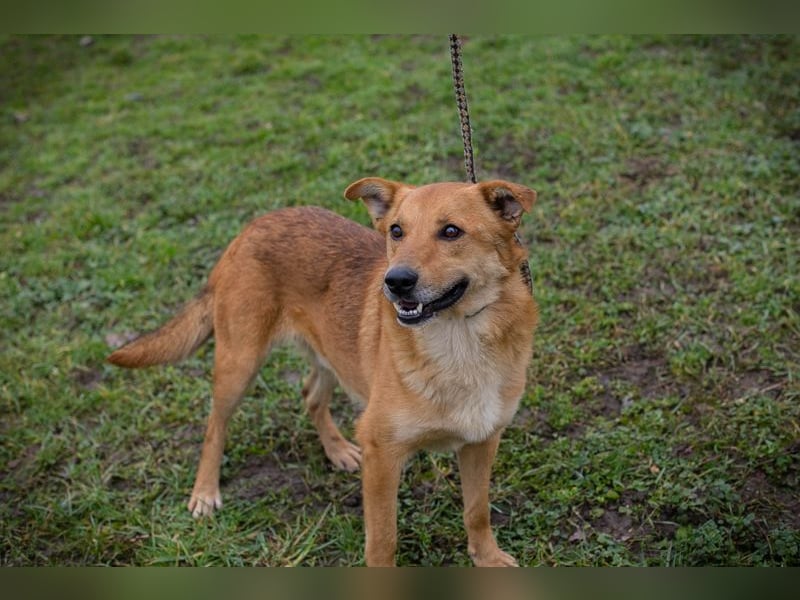 Odin sucht ein Zuhause