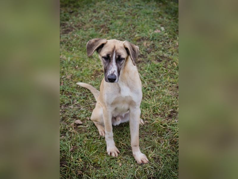 Gunter sucht ein Zuhause