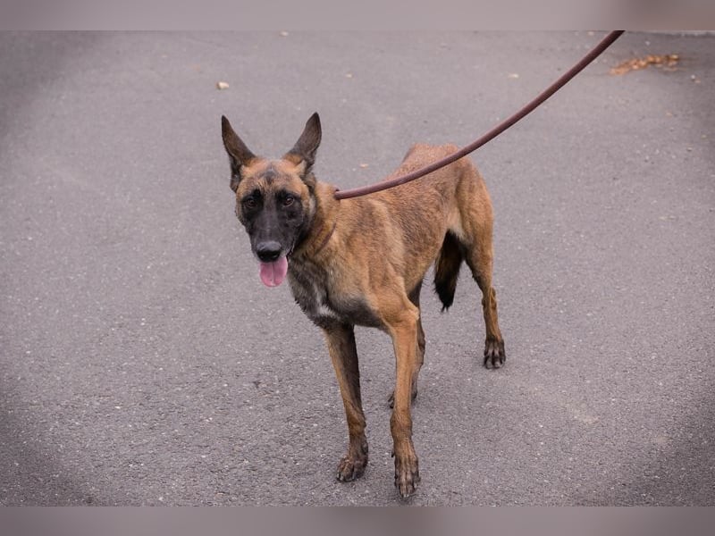 Airi: sucht ein Zuhause