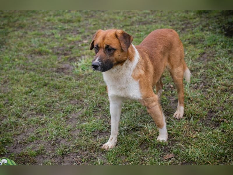 Basco: Kämpferherz sucht Liebe