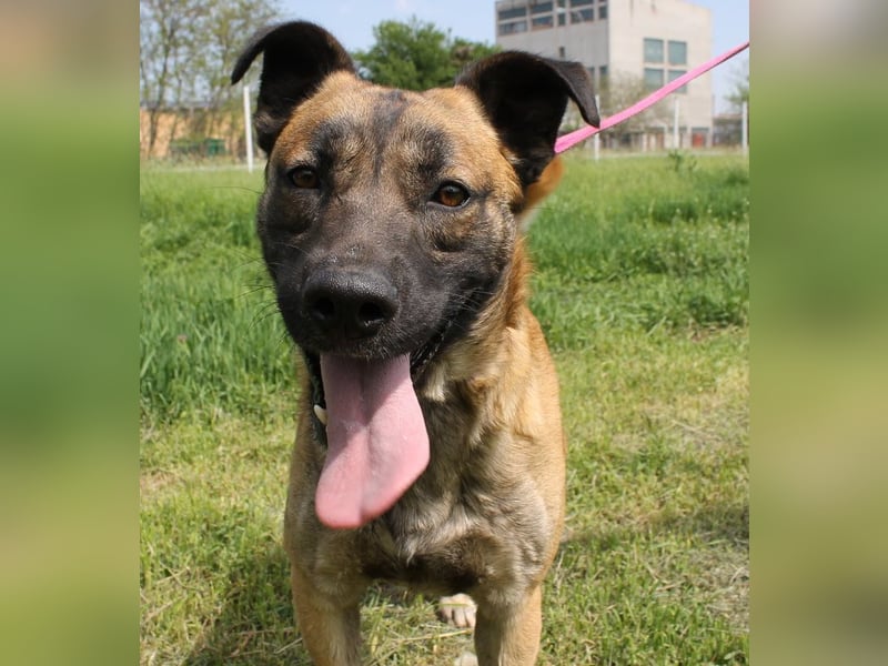 Santos: Aktiv mit grauer Schnauze