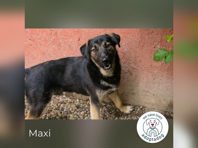 Maxi: Sonnenschein auf vier Beinen