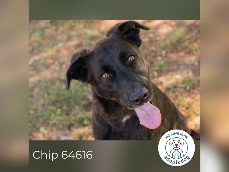 Chip 64616 sucht ein Zuhause