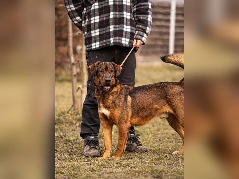 Freddy – Verspielter Entdecker sucht dich