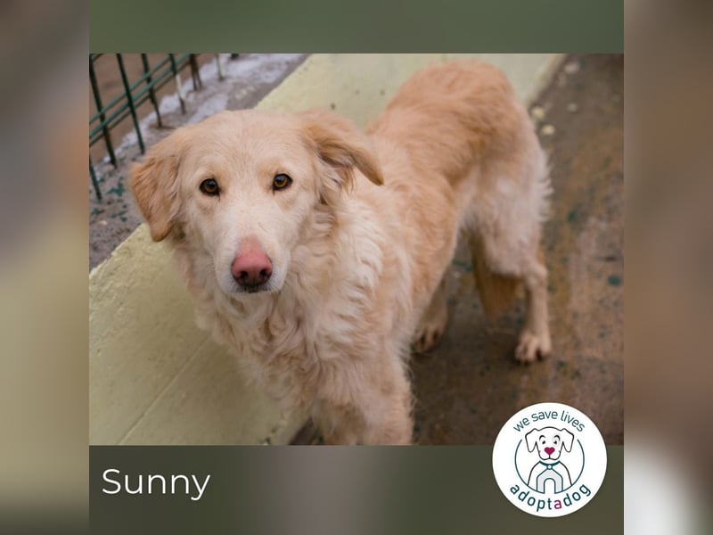 Sunny: Vorsichtige Schönheit