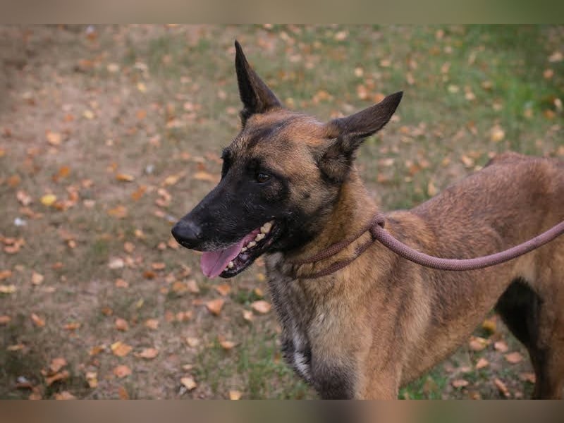 Airi: Verletztes Herz sucht Sicherheit