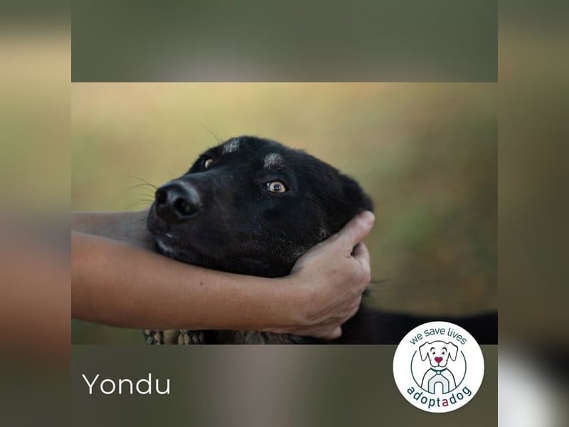 Yondu: Herziger, aktiver Rüde mit kleinem Handicap