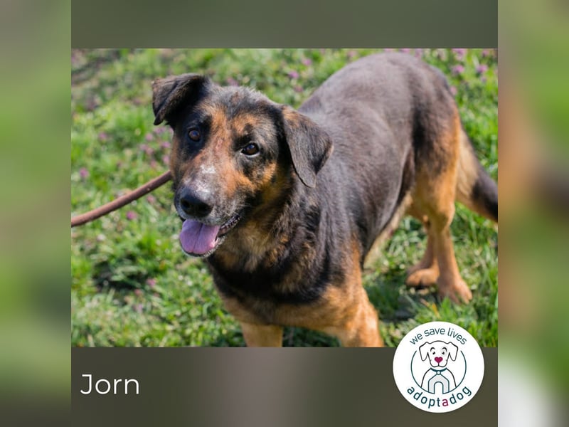 Jorn 271719 sucht ein zu Hause