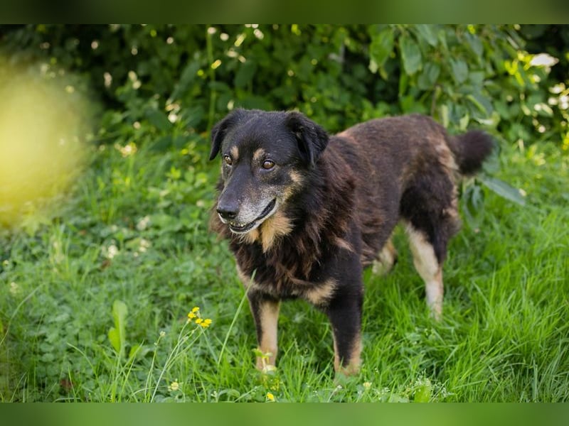 Elwood sucht ein Zuhause