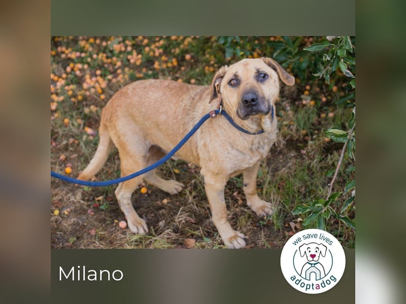 Milano sucht ein Zuhause