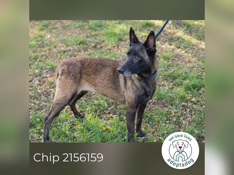 Chip 2156159 sucht ein zu Hause