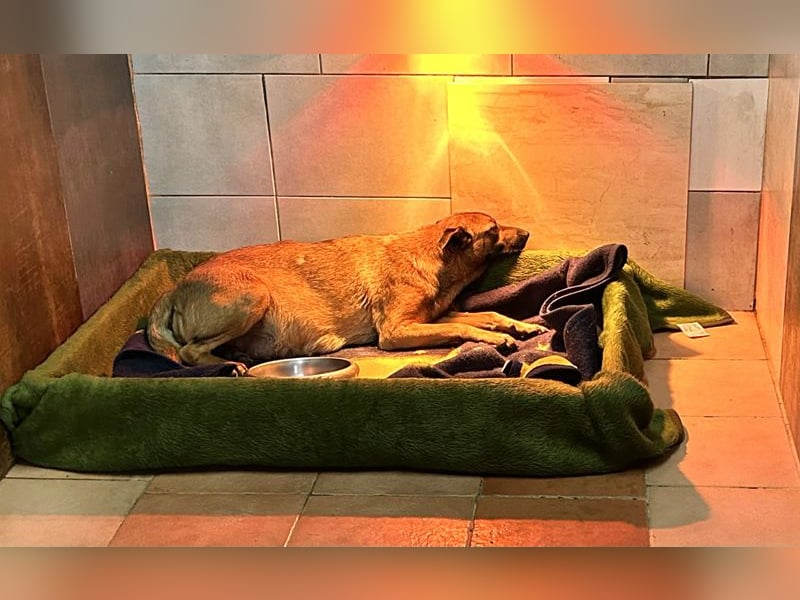 Cassy sucht ein Zuhause