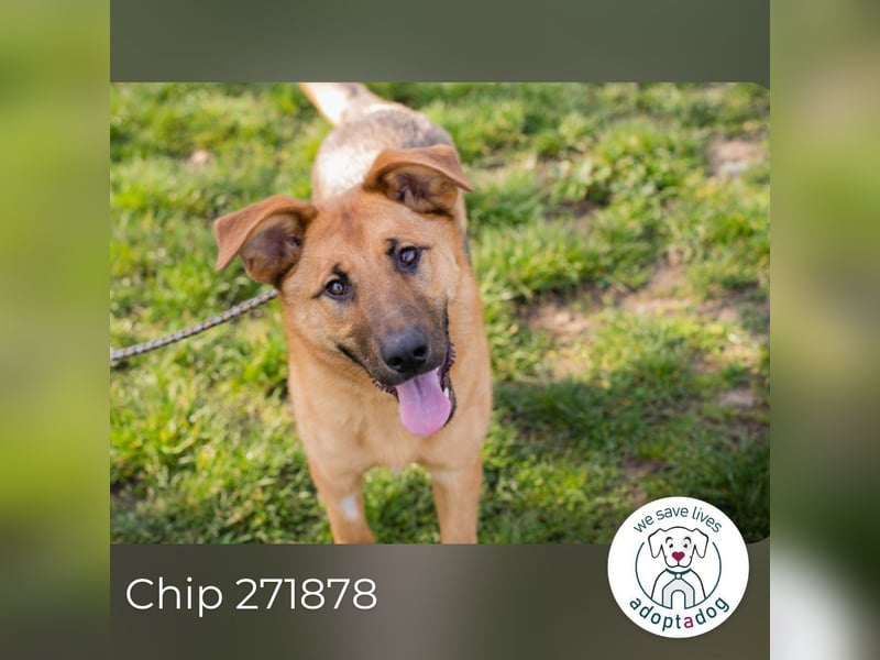 Chip 271878 sucht ein Zuhause