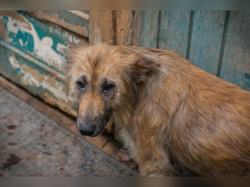 Nala sucht ein Zuhause