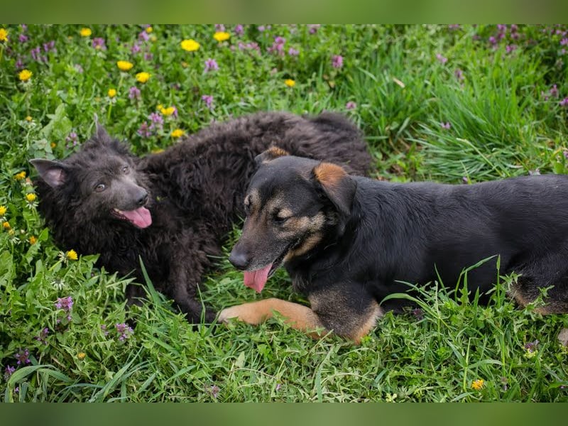Maxi: Sonnenschein auf vier Beinen