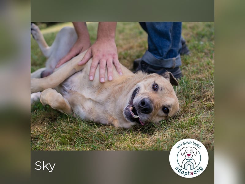 Sky sucht ein Zuhause