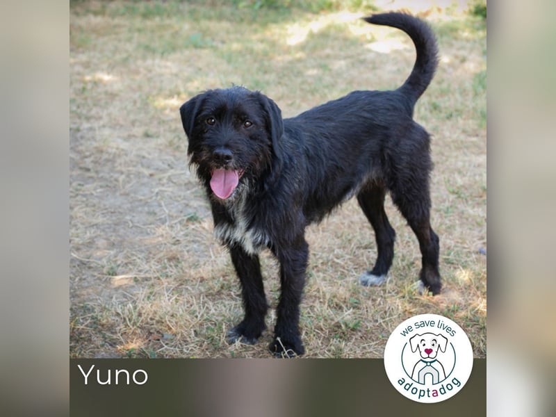 Yuno 219096 sucht ein zu Hause
