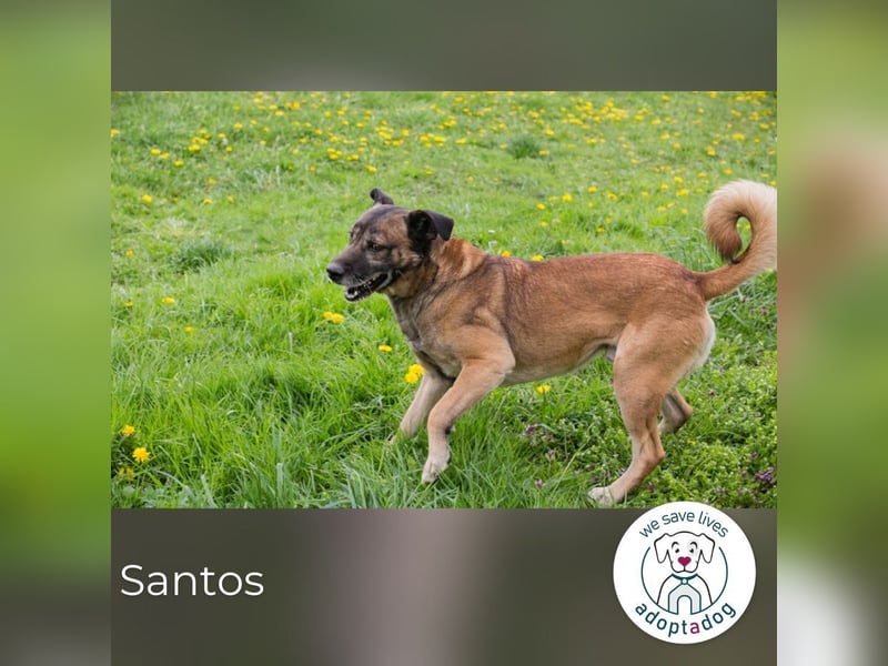 Santos: Aktiv mit grauer Schnauze