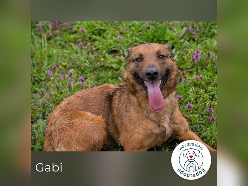 Gabi 205052 sucht ein zu Hause