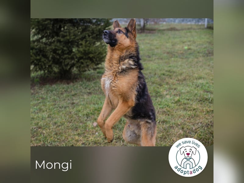 Mongi hofft auf seine Chance