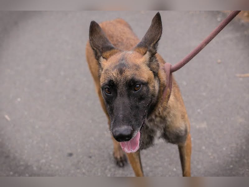 Airi: Verletztes Herz sucht Sicherheit