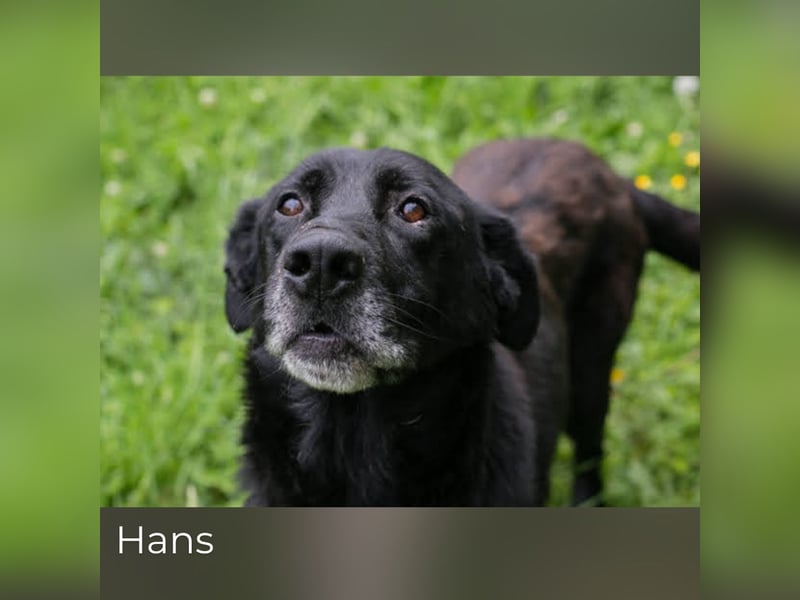 Hans: Neugieriger Rüde liebt Snacks