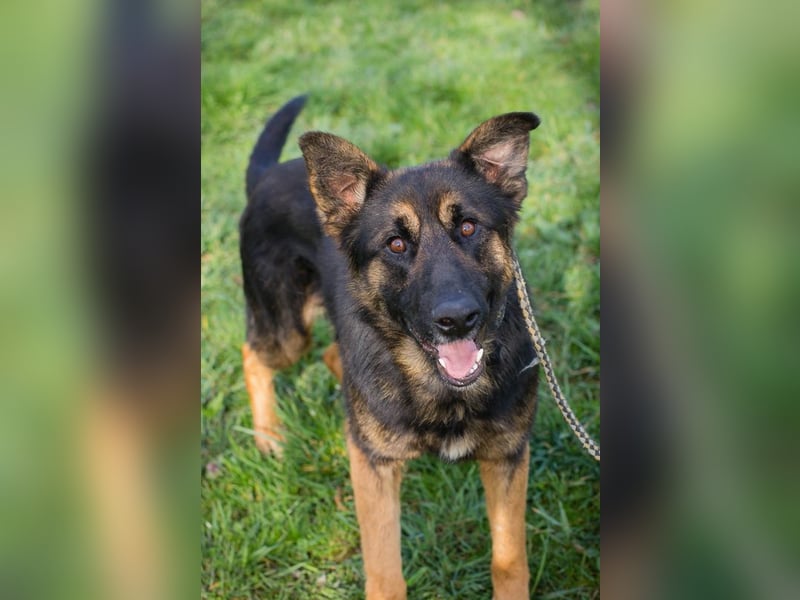 Chip 257791 sucht ein Zuhause