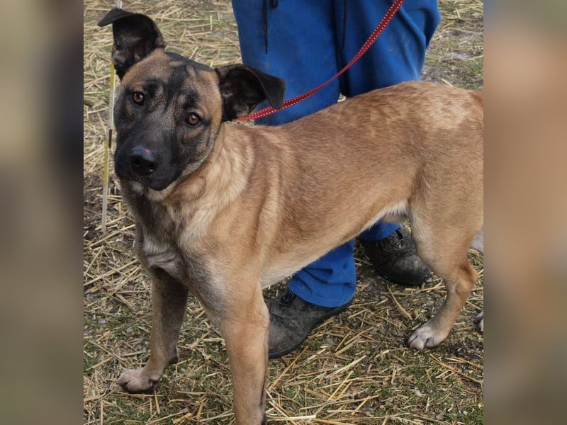 Santos: Aktiv mit grauer Schnauze