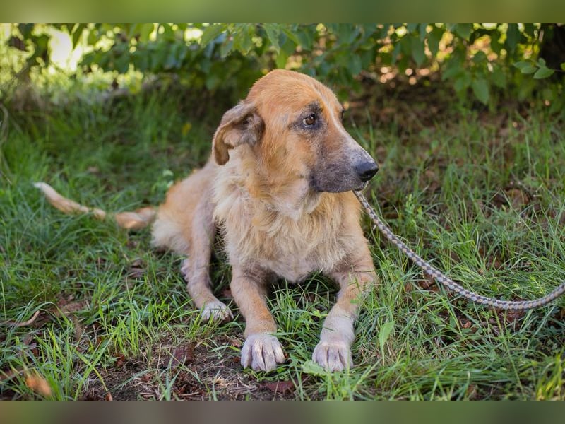 Chip 2158930 sucht ein zu Hause