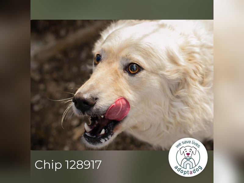 Chip 128917 sucht ein Zuhause