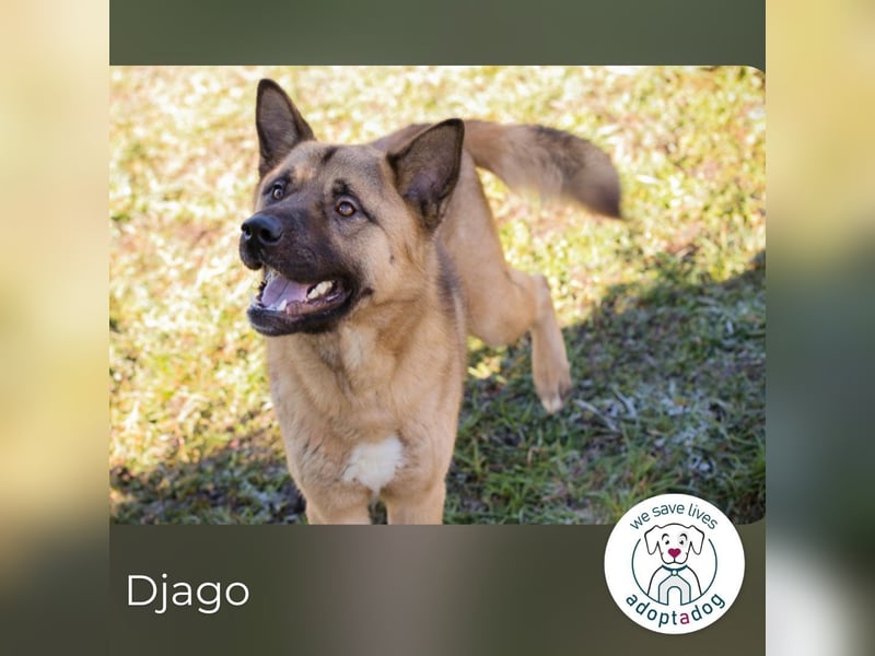 Djago: Fröhlicher Schatz zum Verlieben