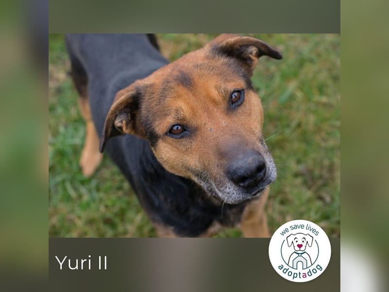 Yuri II 259319 sucht ein zu Hause