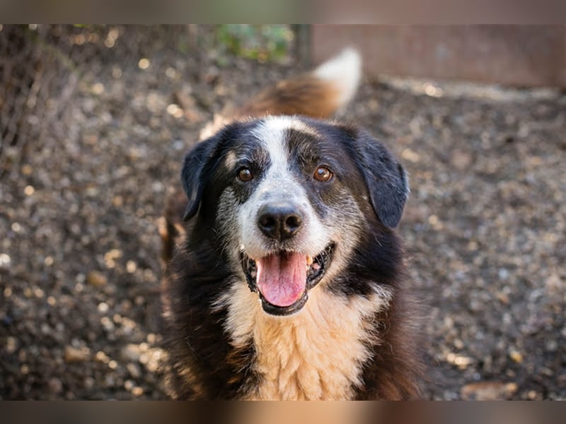 Ajani – Sieger der Herzen