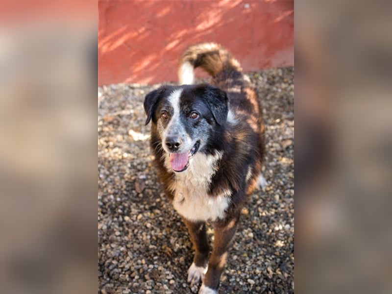 Ajani – Sieger der Herzen