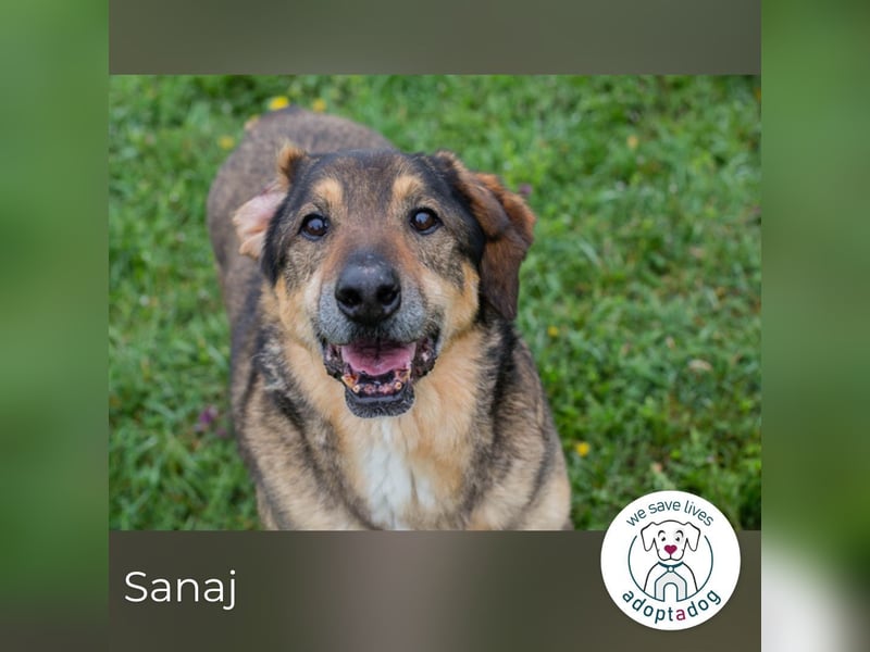 Sanaj: Alt, weise und voller Hoffnung
