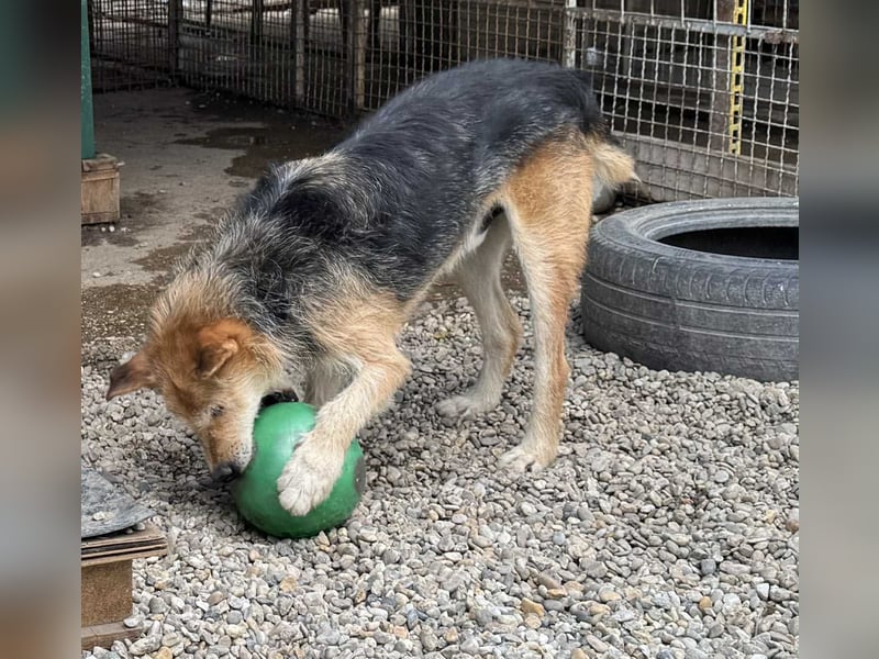 Bently: sucht Sicherheit