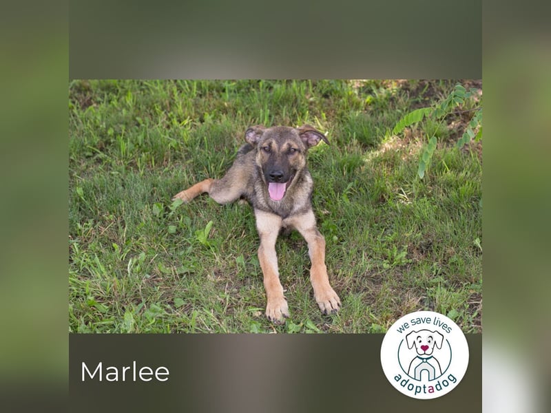 Marlee: Lebensfreude sucht Zuhause