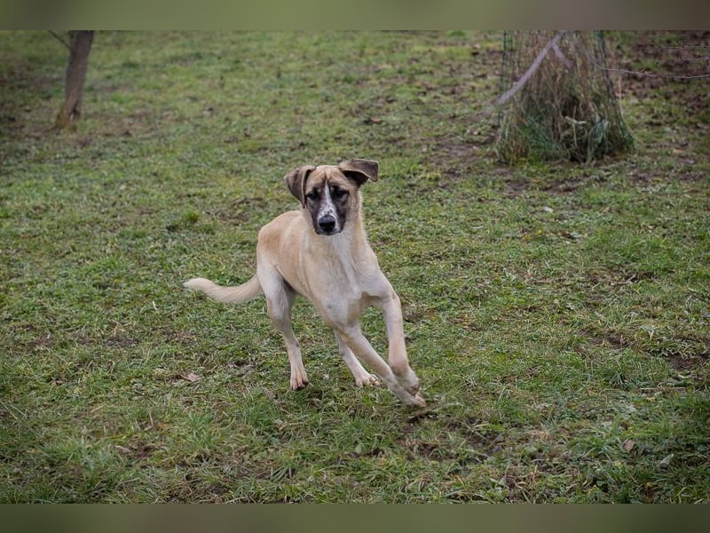 Gunter sucht ein Zuhause