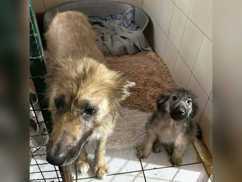 Nala sucht ein Zuhause