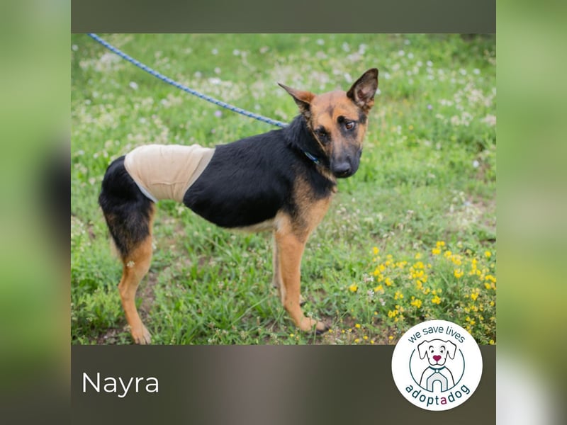 Nayra: Ein Herz auf drei Pfoten