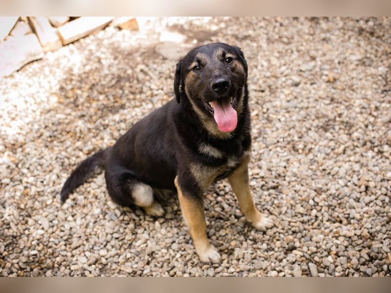 Maxi: Sonnenschein auf vier Beinen