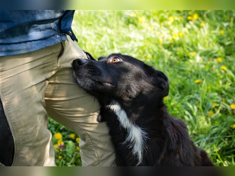 Benek: Träumt von einem Zuhause
