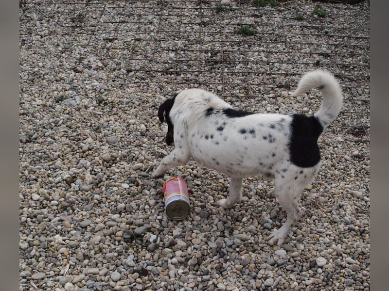 Deny – Wasserratte sucht Zuhause