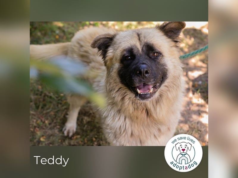 Teddy sucht ein Zuhause