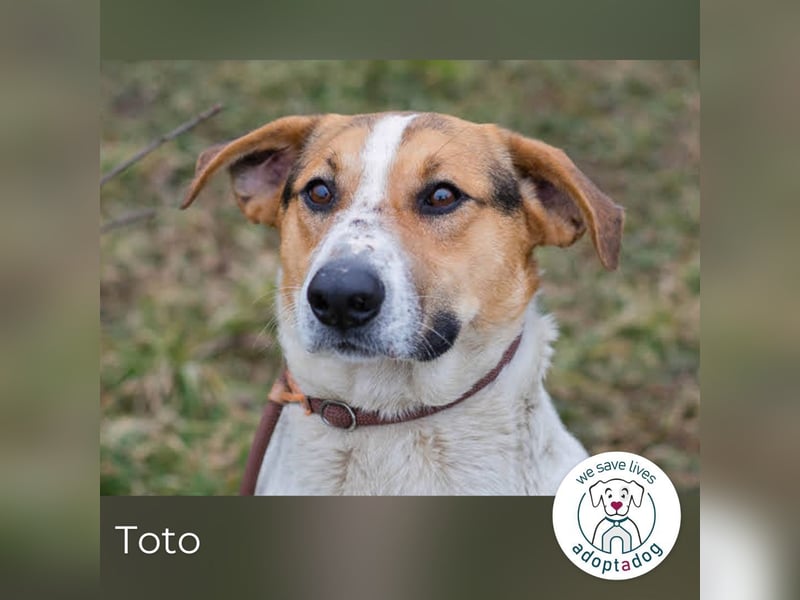 Toto 238413 sucht ein zu Hause