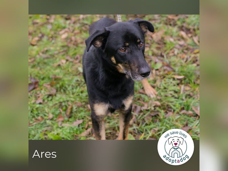 Ares 266103 Sucht ein zu Hause