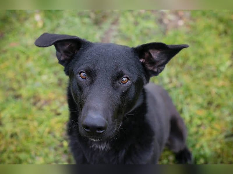 Cassius – Gern im Team unterwegs